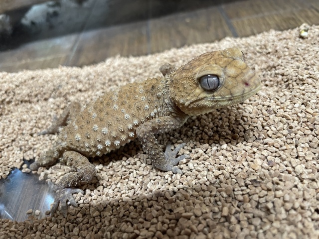 オニタマオヤモリ（No.2）