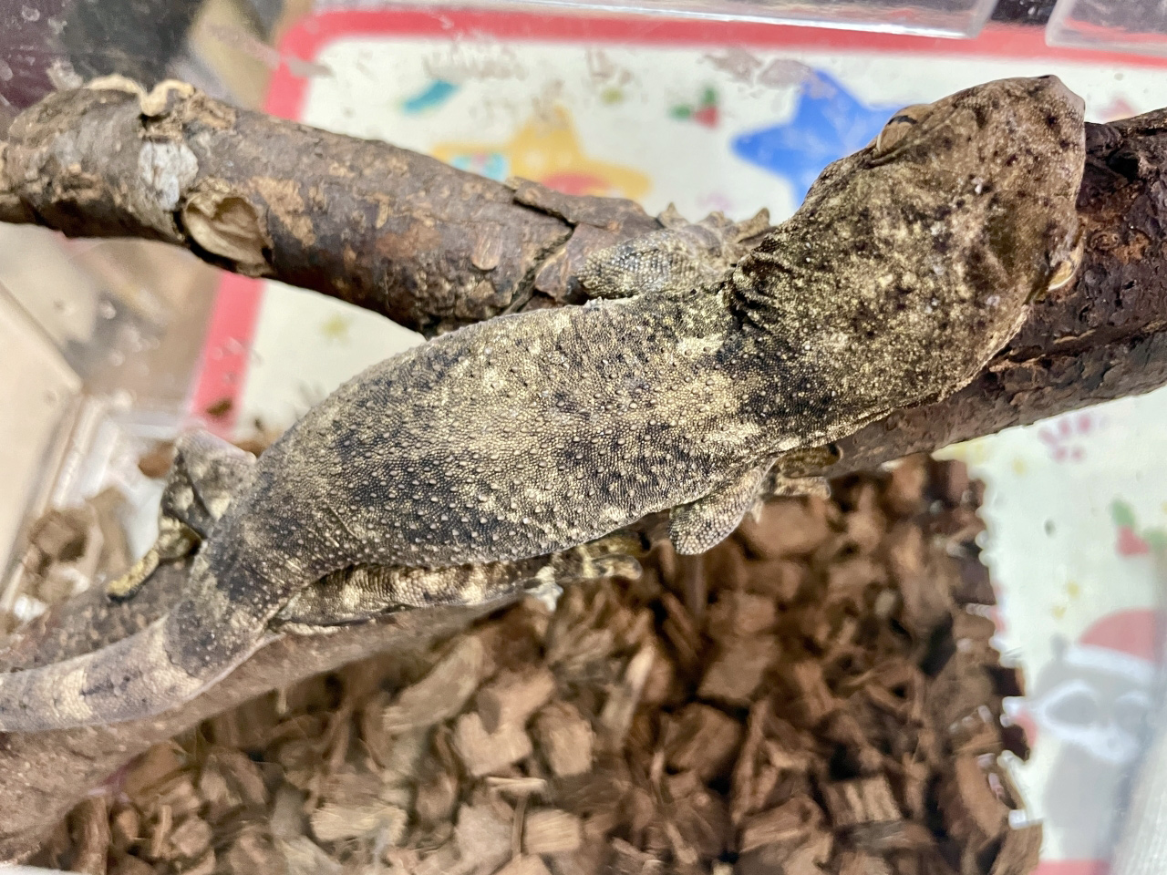 ボイヴィンネコツメヤモリ(2)