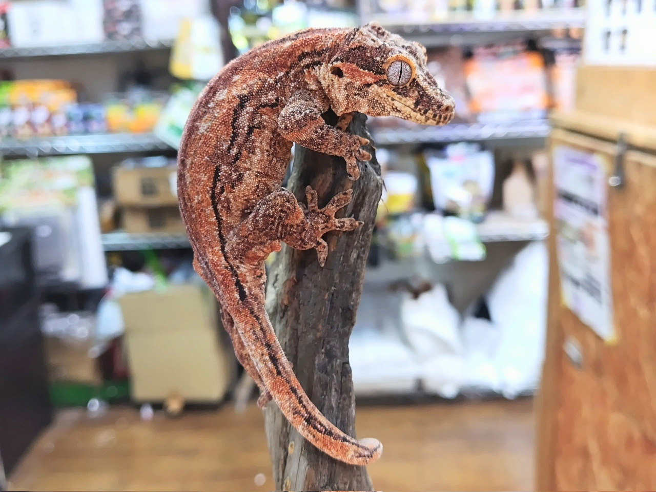 ガーゴイルゲッコー（スーパーレッド）(1)