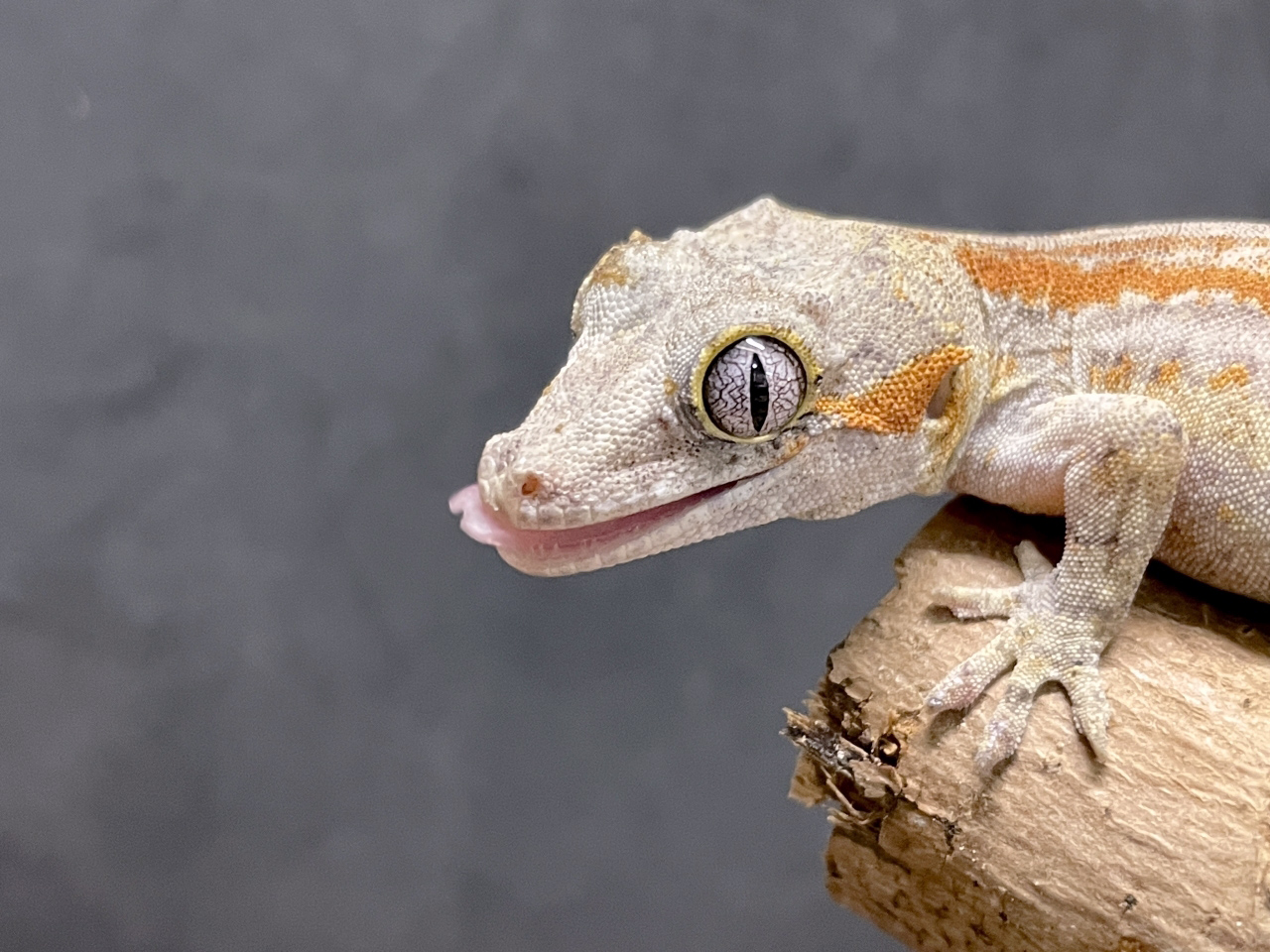 ガーゴイルゲッコー（オレンジストライプ）（No.5）(3)