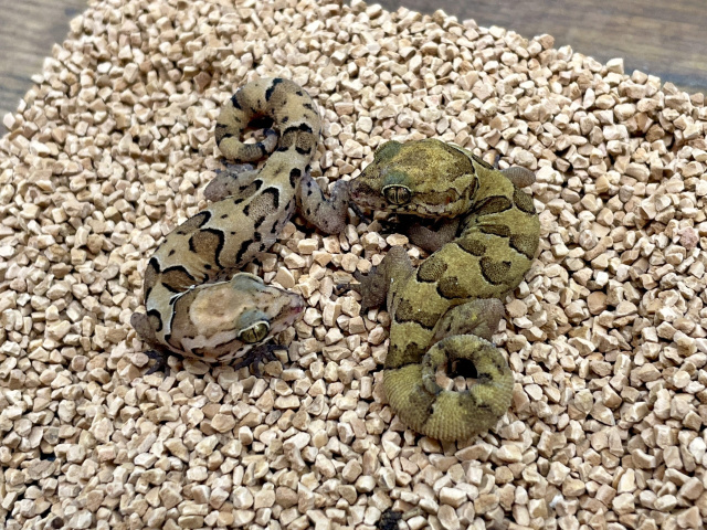 ゴールコンダアクマヤモリ