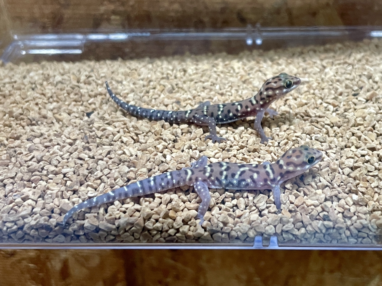 モザンビークタイガーゲッコー(1)