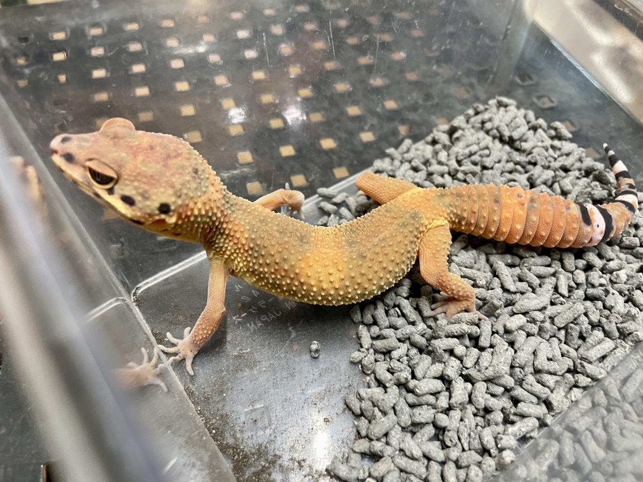 ヒョウモントカゲモドキ（エメリン）（No.19）(2)