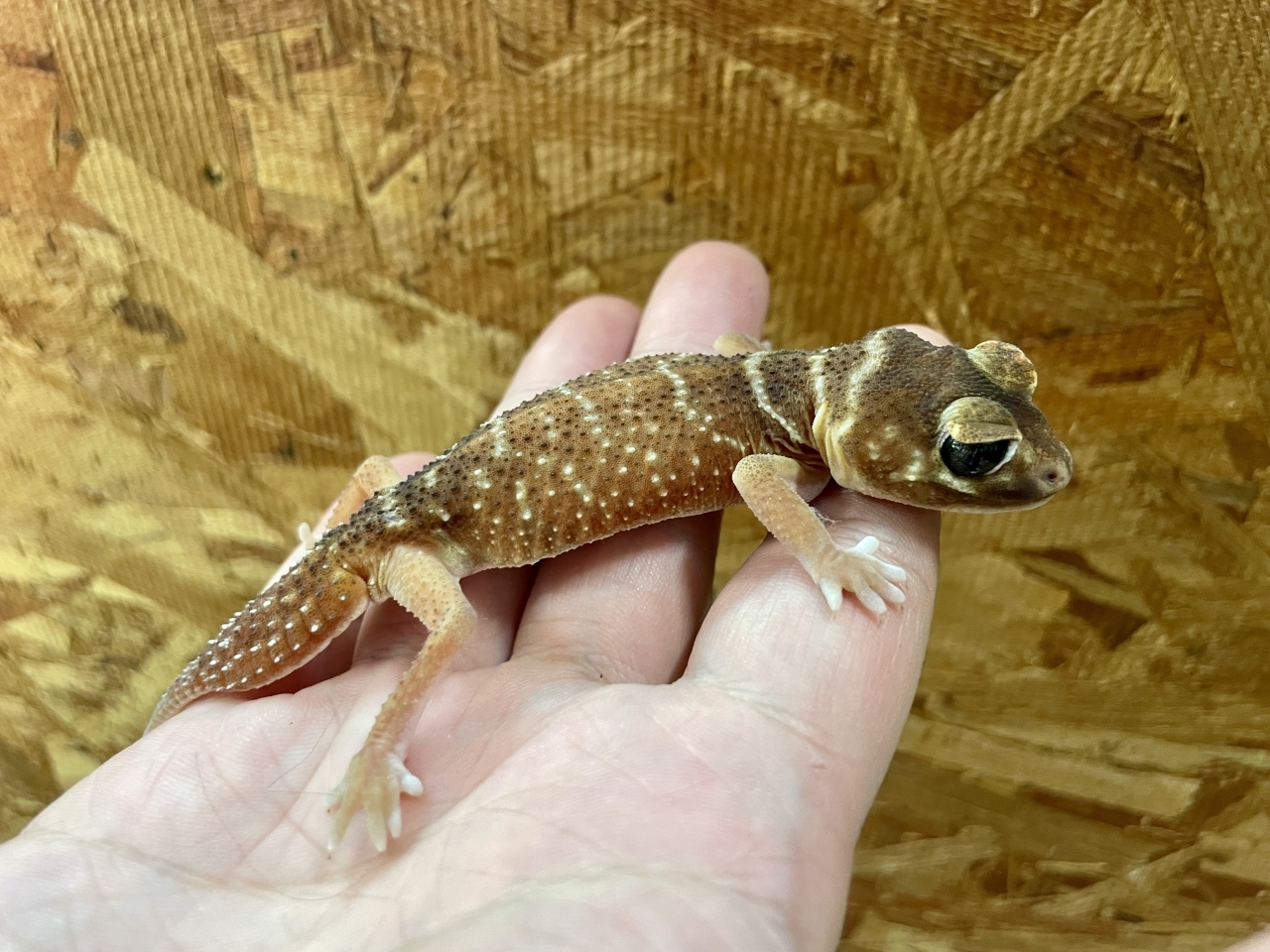 ナメハダタマオヤモリ(1)