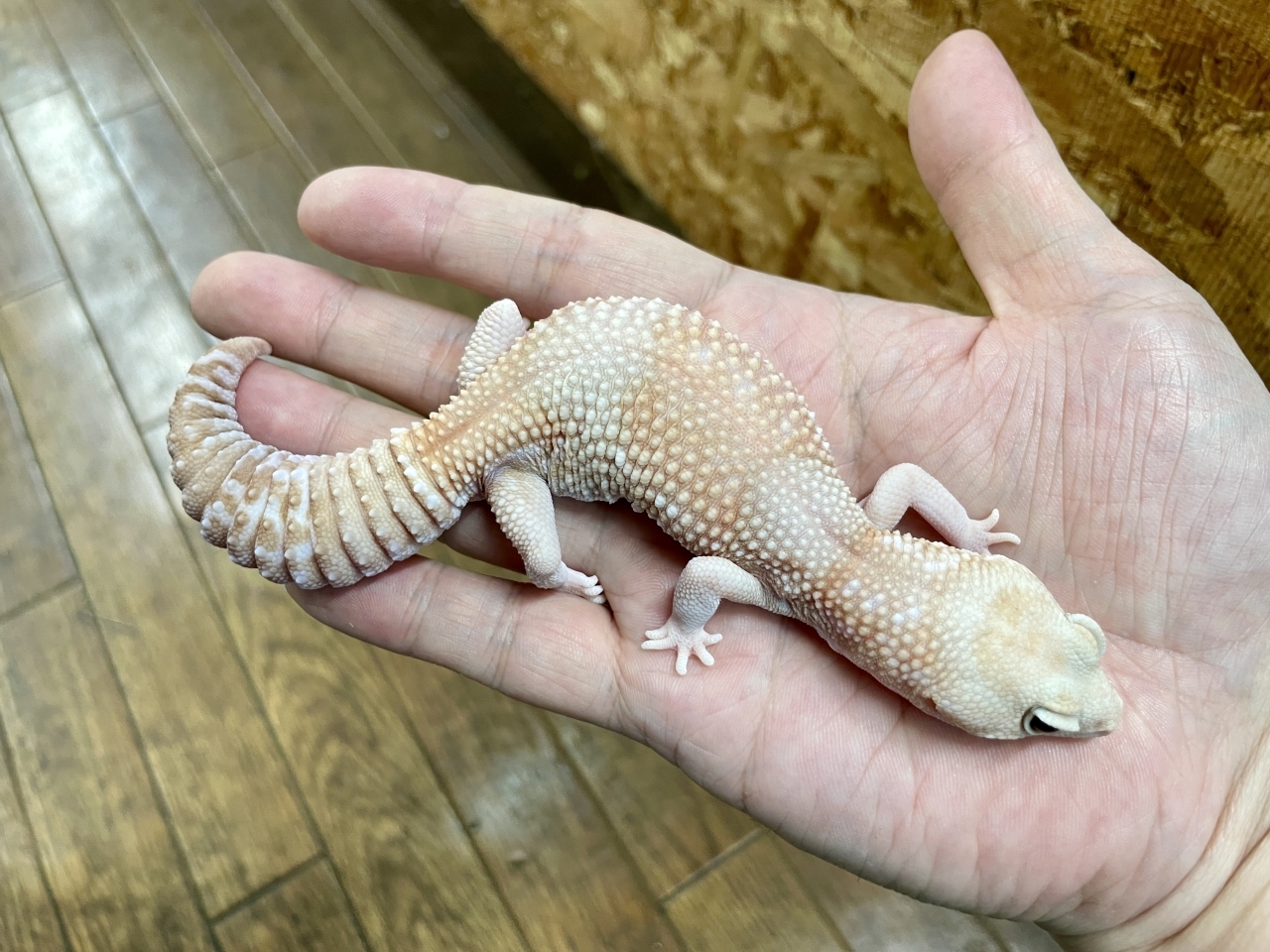 ニシアフリカトカゲモドキ（アメルストライプ）(4)