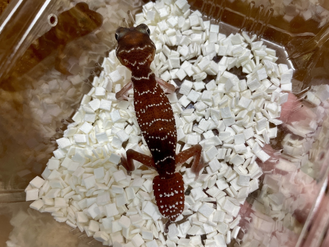 ピルバラナメハダタマオヤモリ（hetパターンレスアルビノ）（No.2）(3)