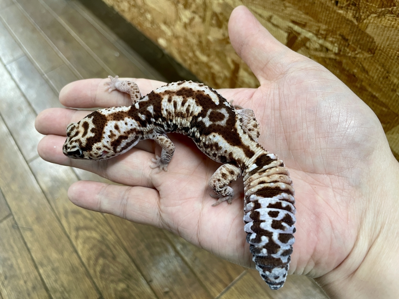 ニシアフリカトカゲモドキ（ホワイトアウト）(3)