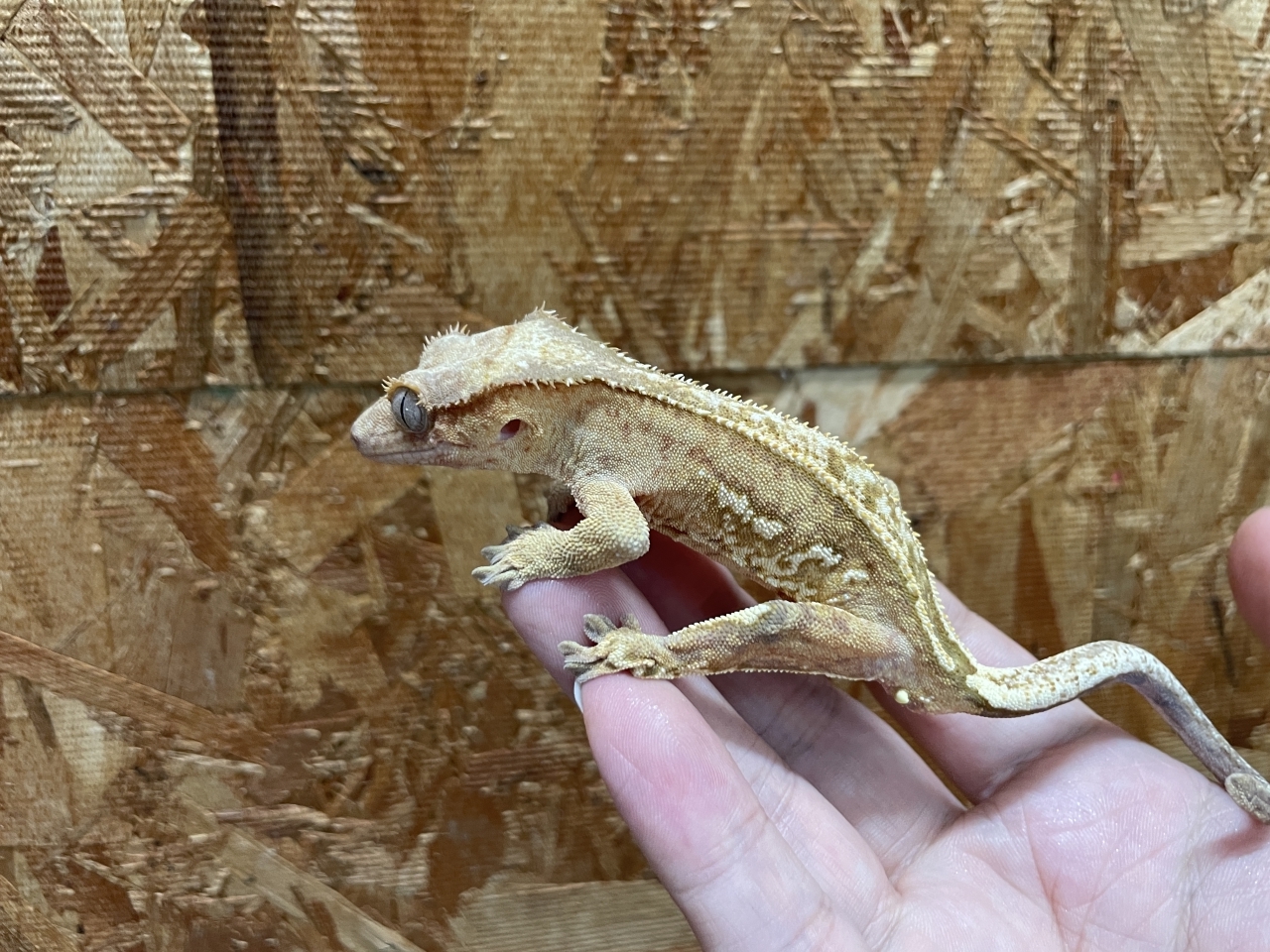 クレステッドゲッコー（リバースピンストライプ）（No.3）(1)