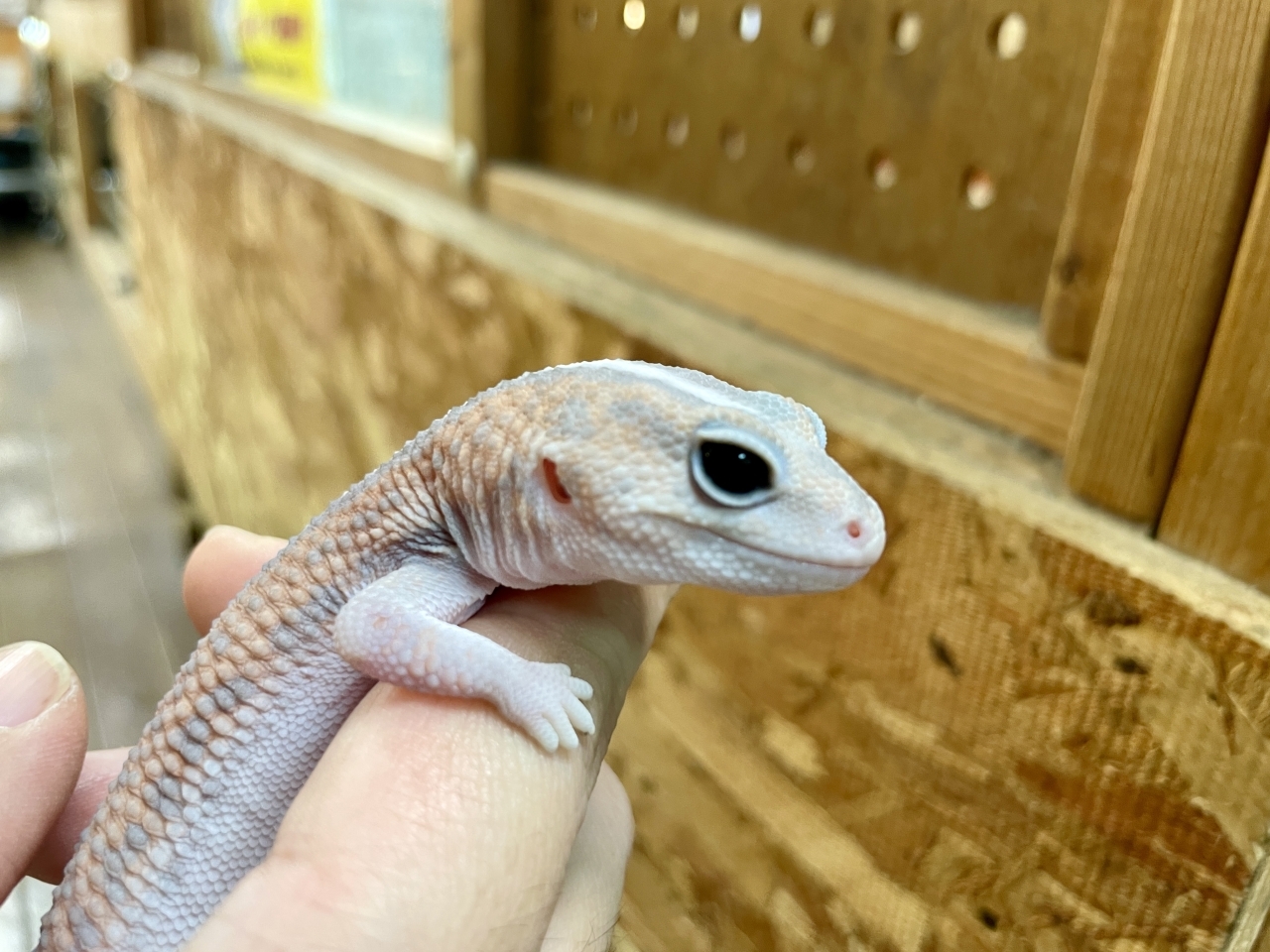 ニシアフリカトカゲモドキ（ゴーストパターンレス）(3)