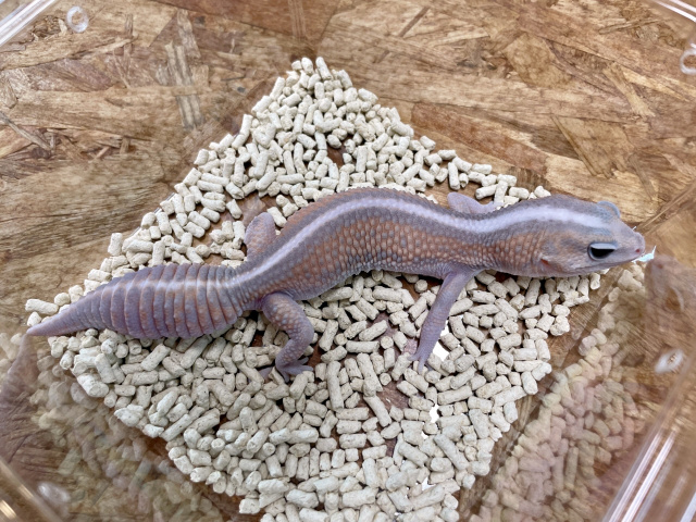 ニシアフリカトカゲモドキ（ゴーストパターンレス）