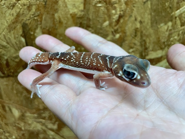 ピルバラナメハダタマオヤモリ（hetパターンレスアルビノ）（No.2）