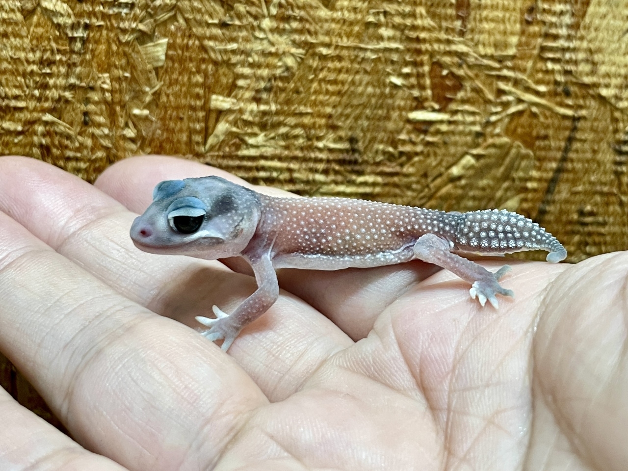 ピルバラナメハダタマオヤモリ（パターンレスhetアルビノ）(3)