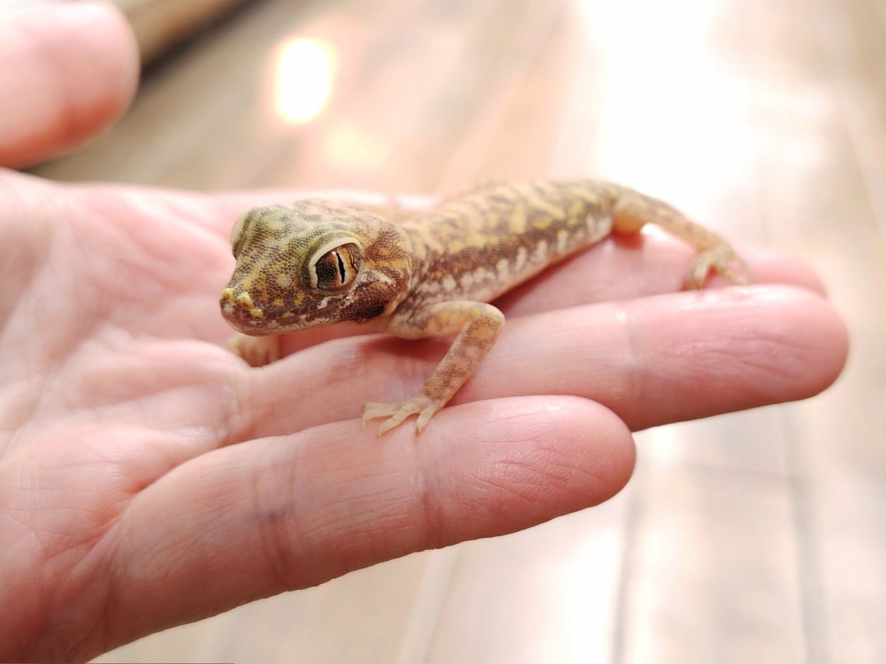 ペトリボウユビヤモリ(2)