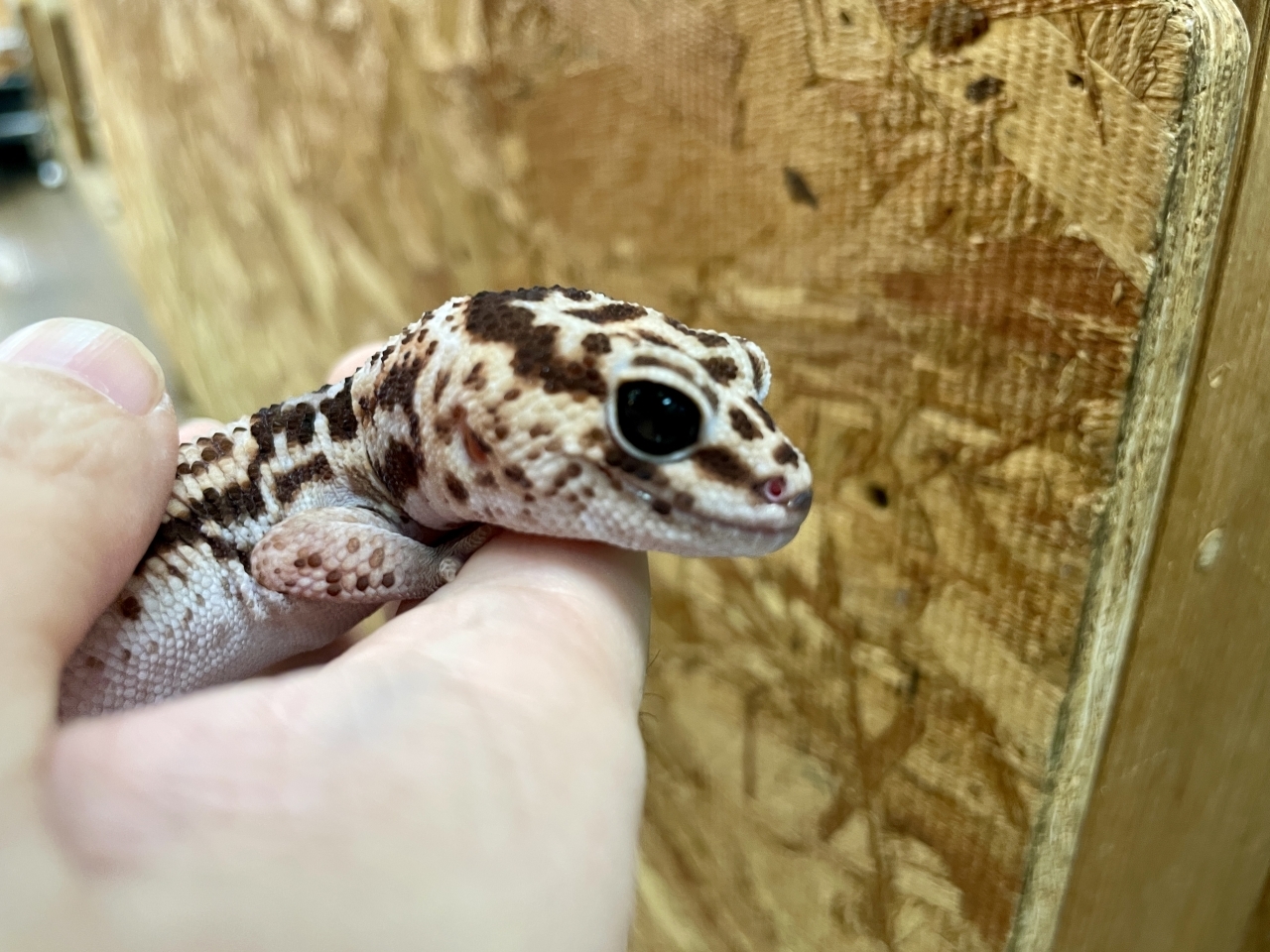 ニシアフリカトカゲモドキ（ホワイトアウト）(4)