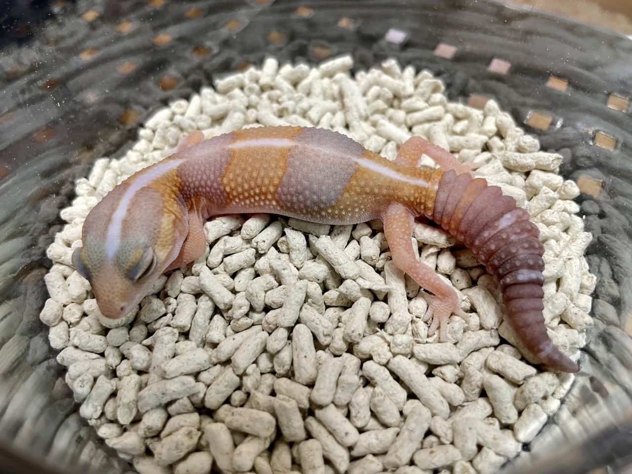 ニシアフリカトカゲモドキ（アメルhetオレオ）(1)