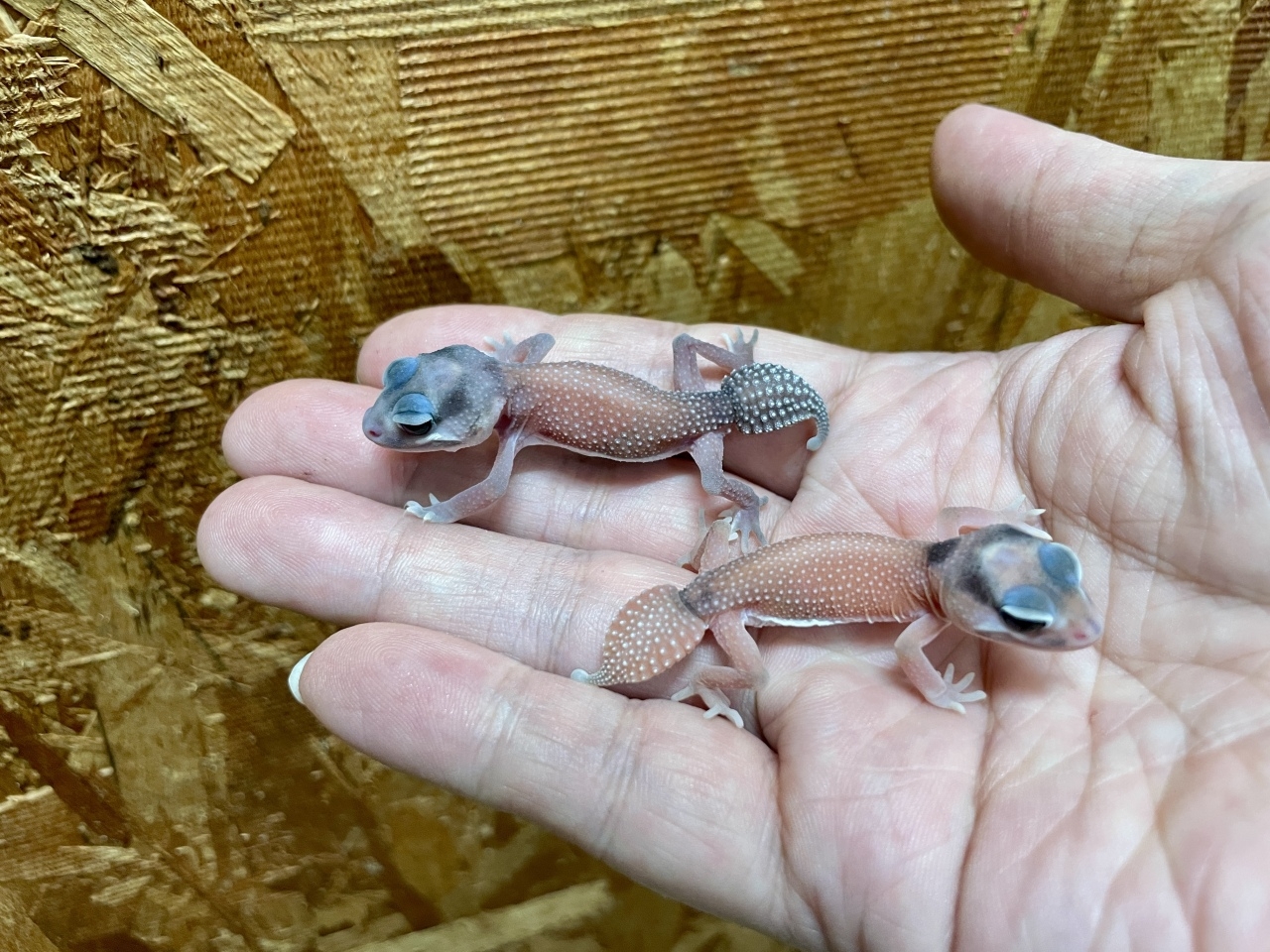 ピルバラナメハダタマオヤモリ（パターンレスhetアルビノ）(2)