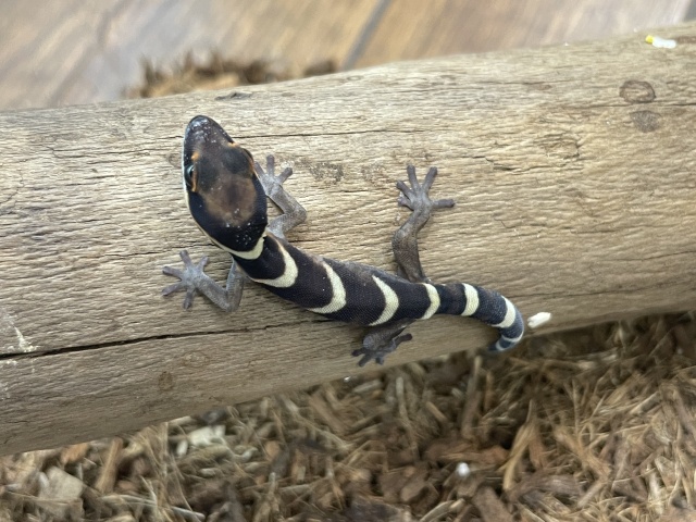 ハスオビビロードヤモリ