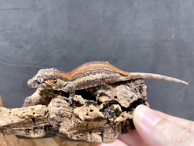 ガーゴイルゲッコー（スーパーレッドストライプ）（No.4）