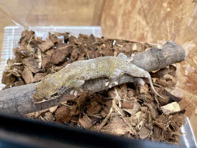 オオバクチヤモリ