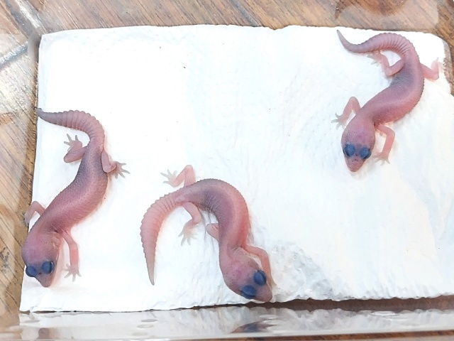 ニシアフリカトカゲモドキ（パープルヘイズ）