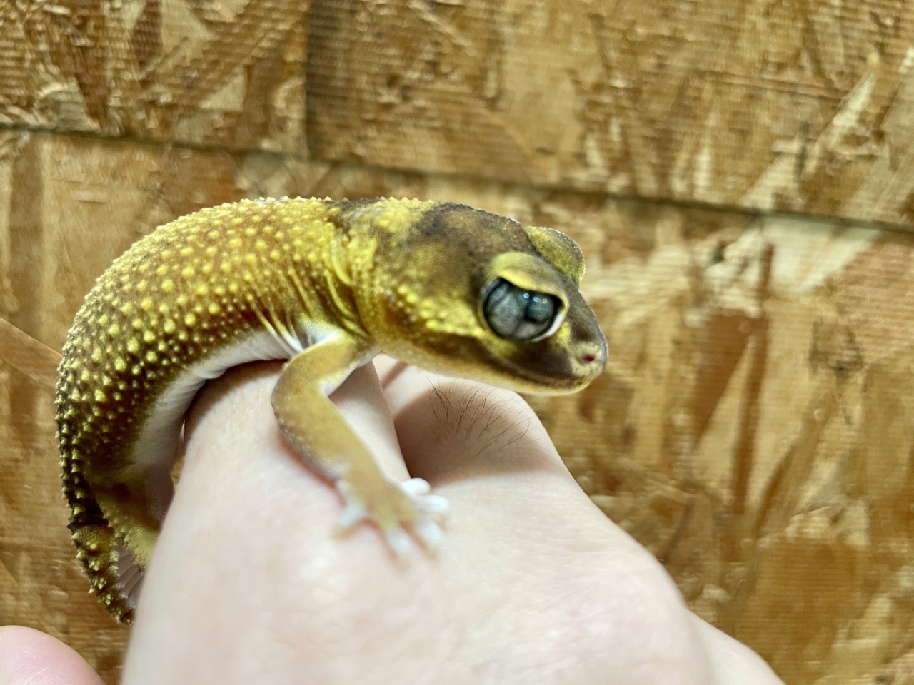 ピルバラタマオヤモリ（パターンレスhetアルビノ）（No.2）(2)