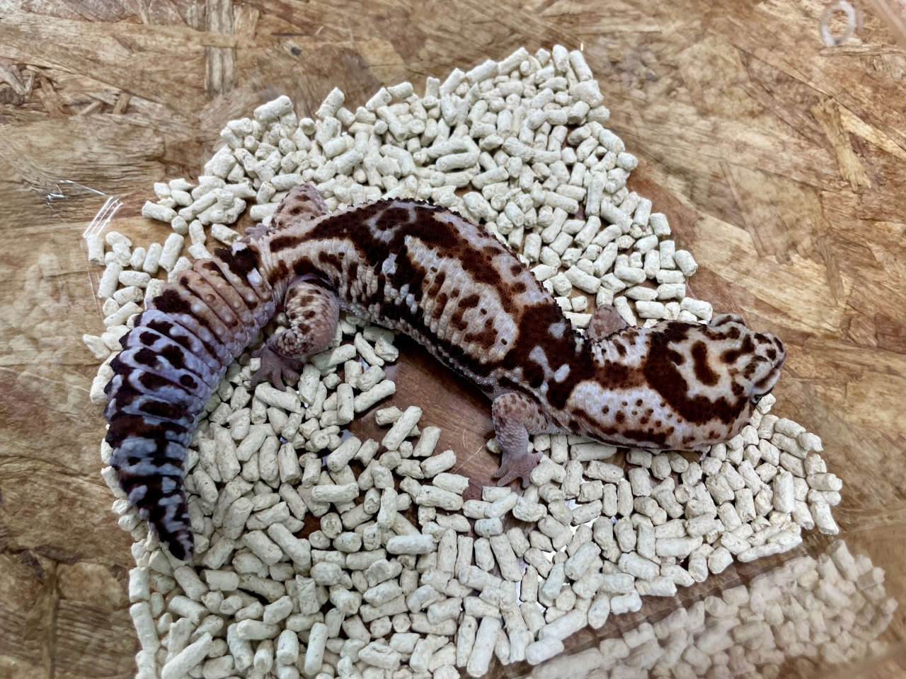 ニシアフリカトカゲモドキ（ホワイトアウト）(2)