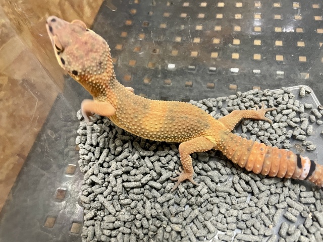 ヒョウモントカゲモドキ（エメリン）（No.19）