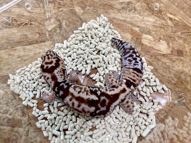 ニシアフリカトカゲモドキ（ホワイトアウト）