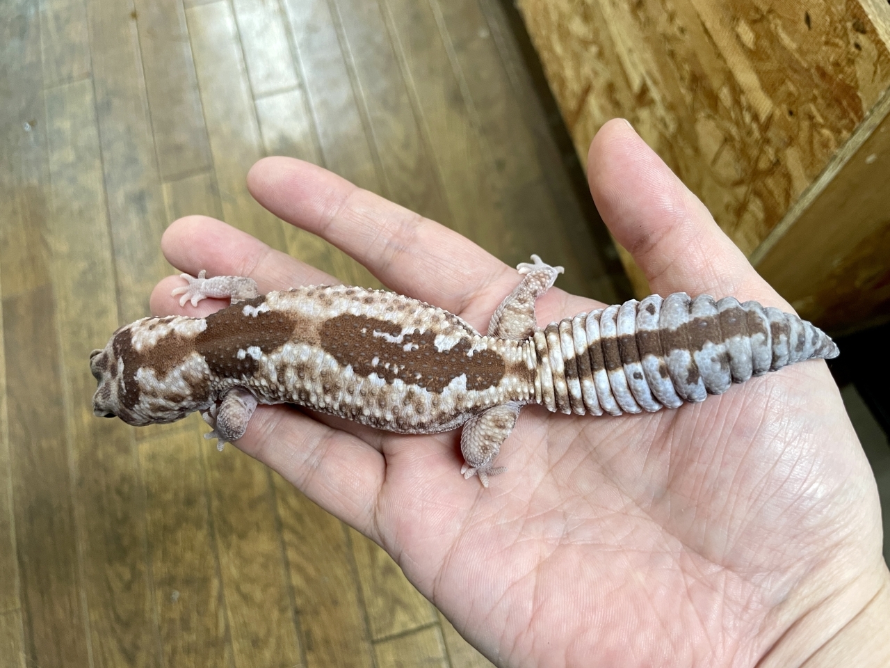 ニシアフリカトカゲモドキ（ズールー）(3)