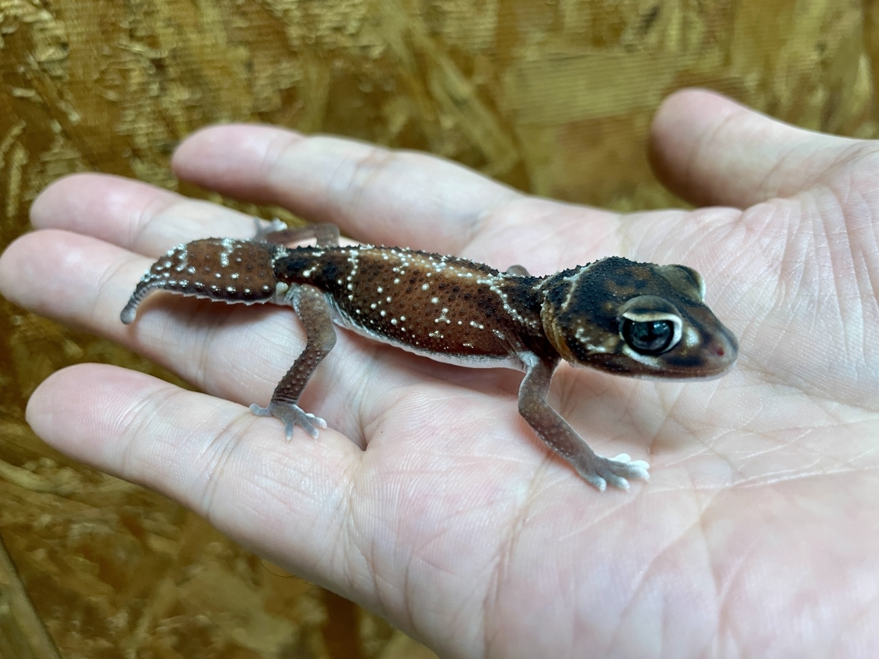 ピルバラナメハダタマオヤモリ（hetパターンレスアルビノ）(4)