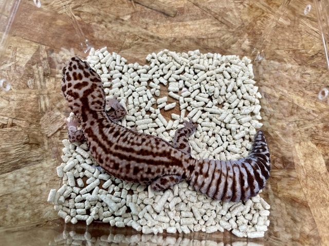 ニシアフリカトカゲモドキ（ホワイトアウトパターンレス）