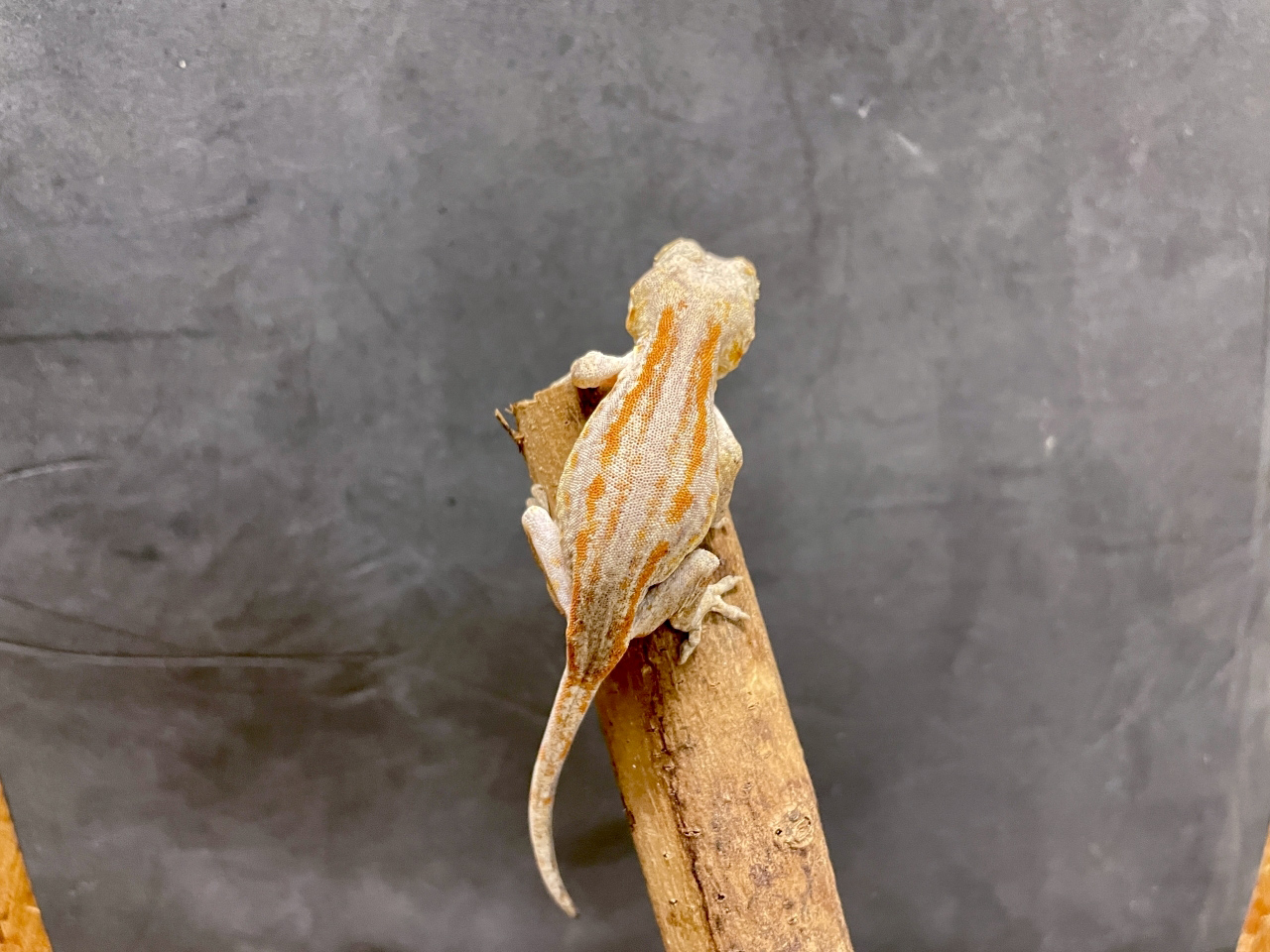 ガーゴイルゲッコー（オレンジストライプ）（No.5）(2)