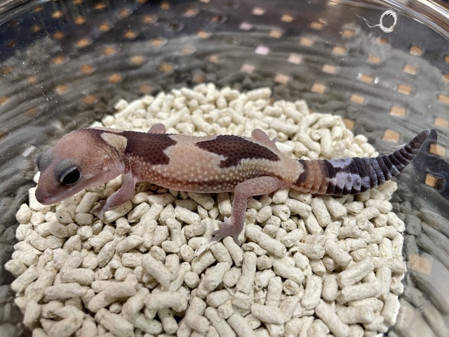 ニシアフリカトカゲモドキ（ズールーhetゴーストオレオ）