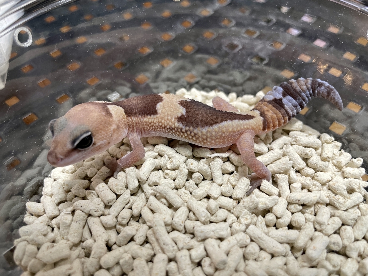 ニシアフリカトカゲモドキ（ズールーhetゴーストオレオ）(1)