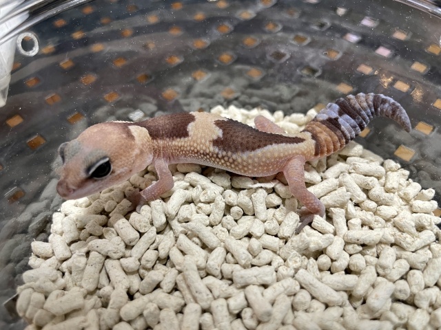 ニシアフリカトカゲモドキ（ズールーhetゴーストオレオ）