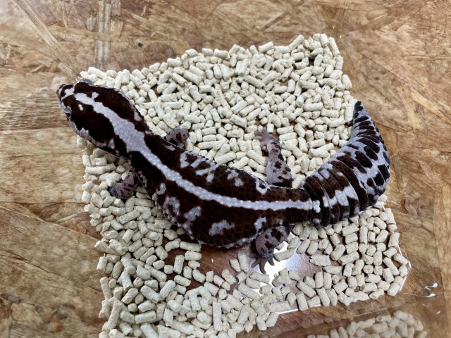 ニシアフリカトカゲモドキ（ホワイトアウトオレオ）