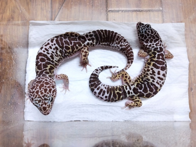 ダイオウトカゲモドキ