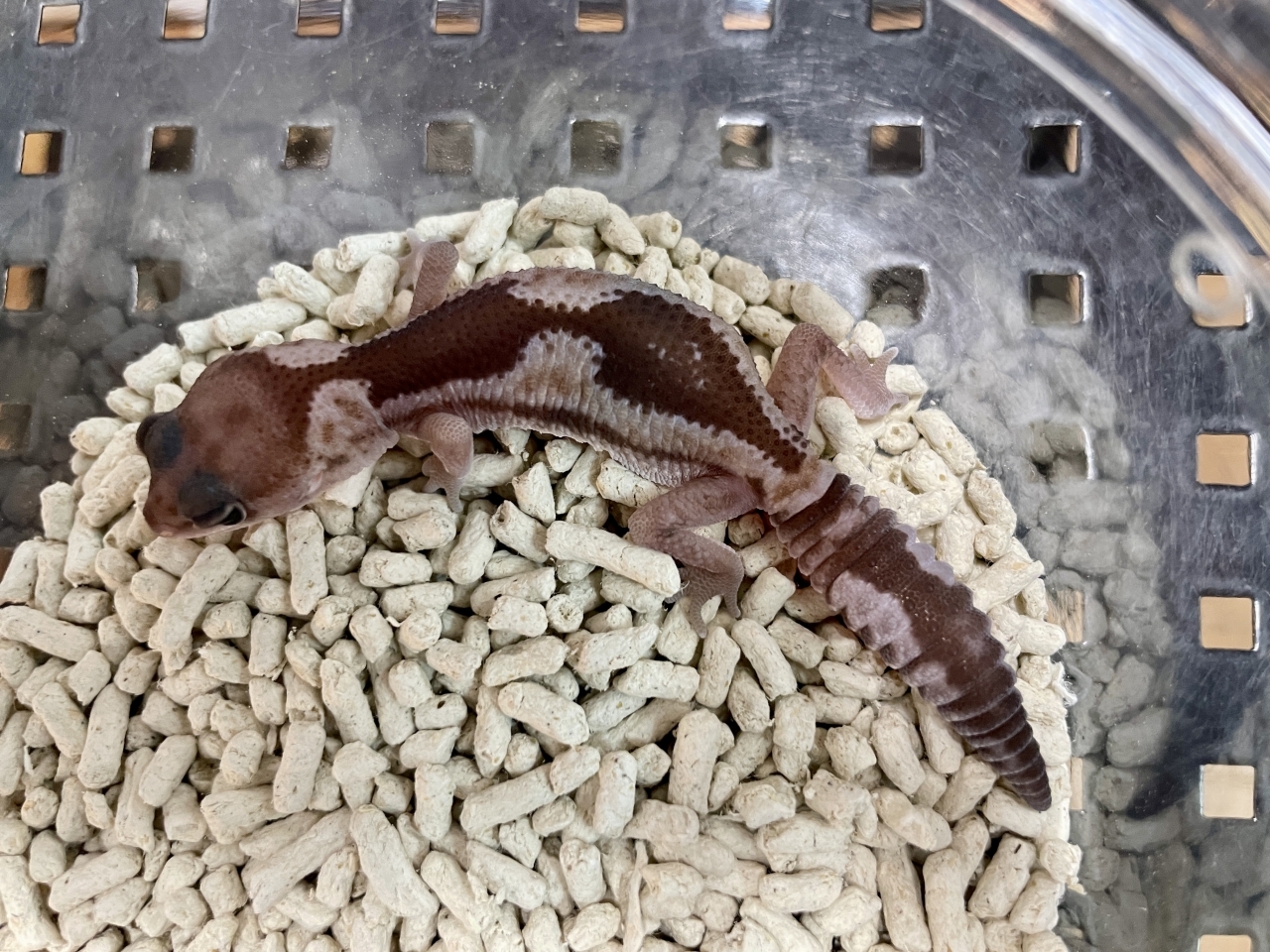 ニシアフリカトカゲモドキ（ズールーhetスノー）(2)