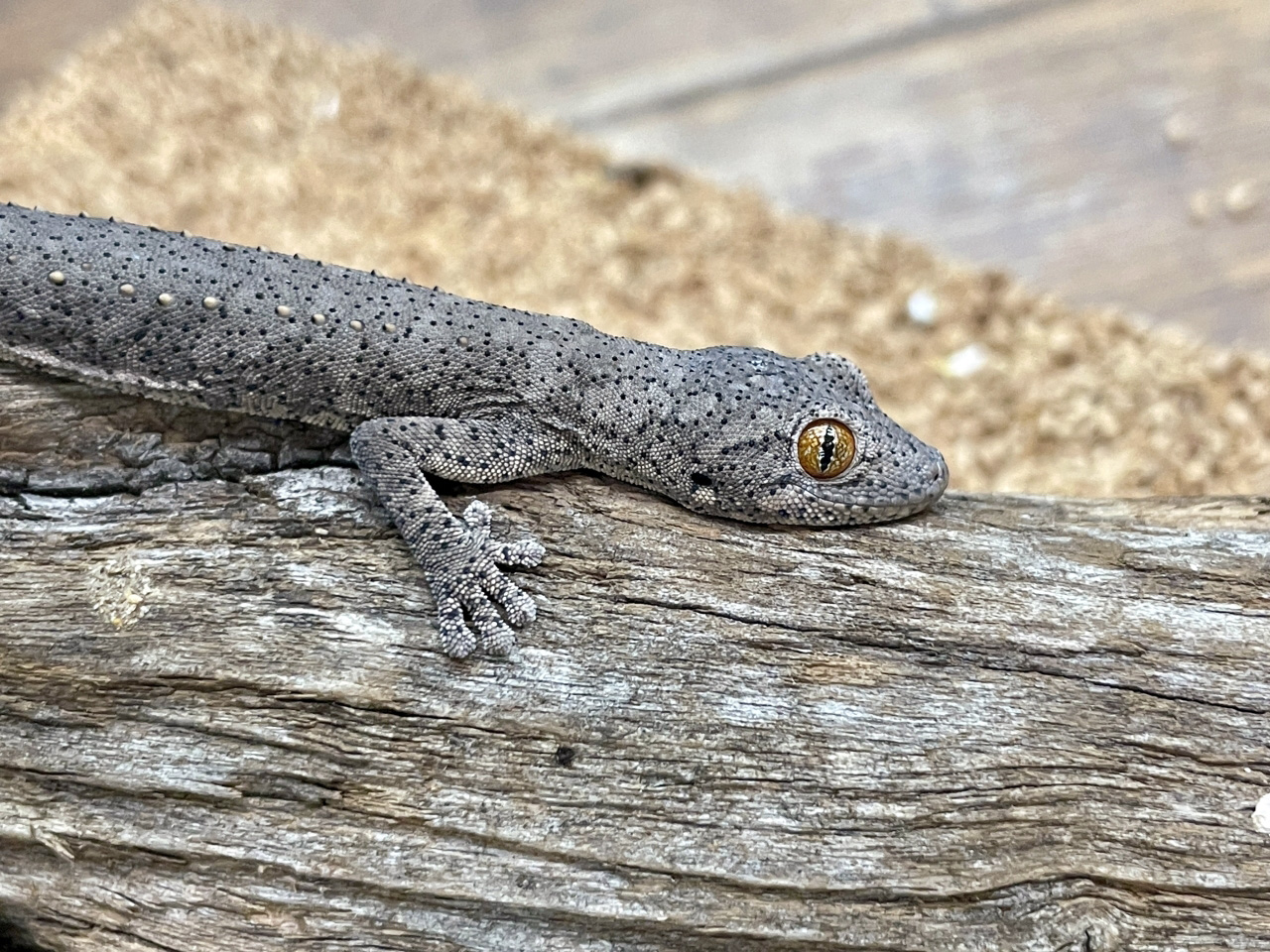 ウィリアムスイシヤモリ(3)