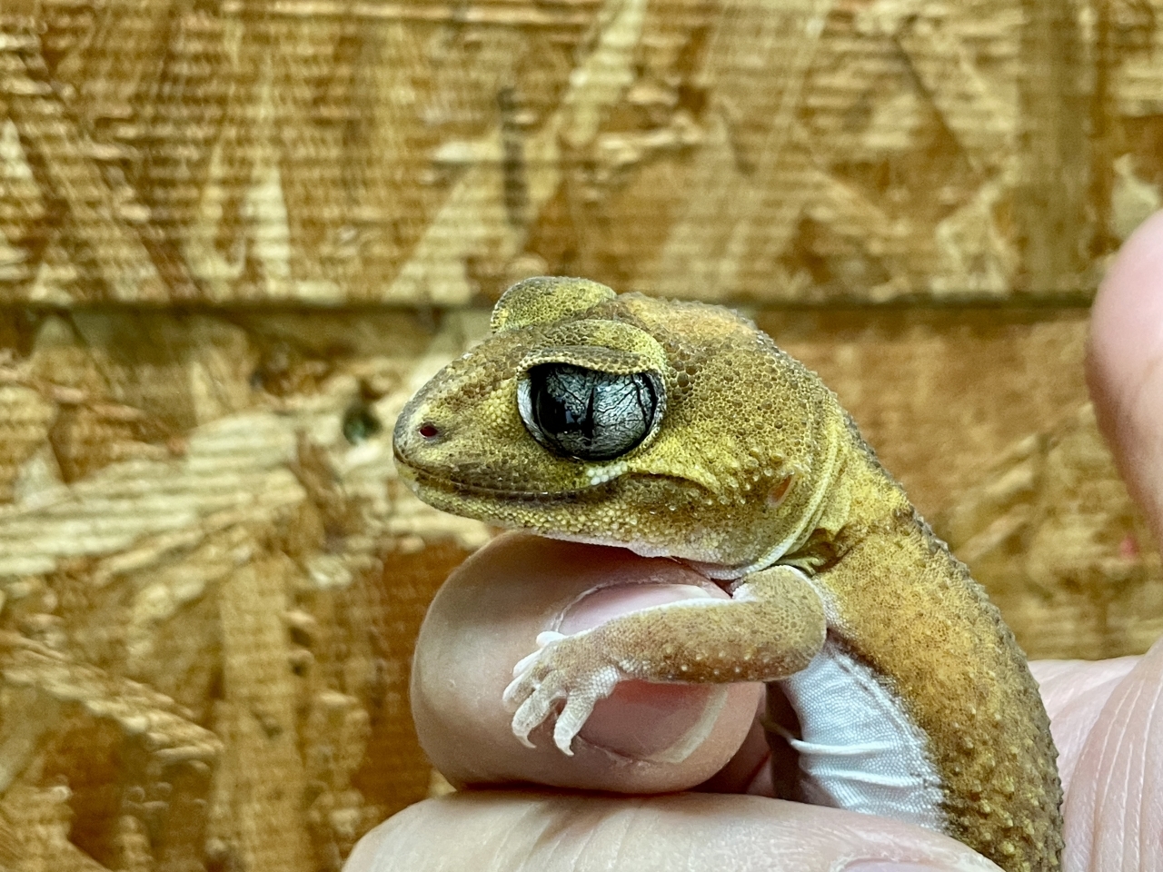 ピルバラタマオヤモリ（パターンレスhetアルビノ）（No.1）(3)