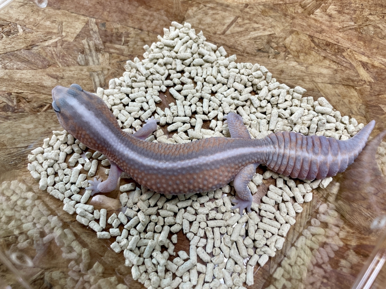 ニシアフリカトカゲモドキ（ゴーストパターンレス）(2)