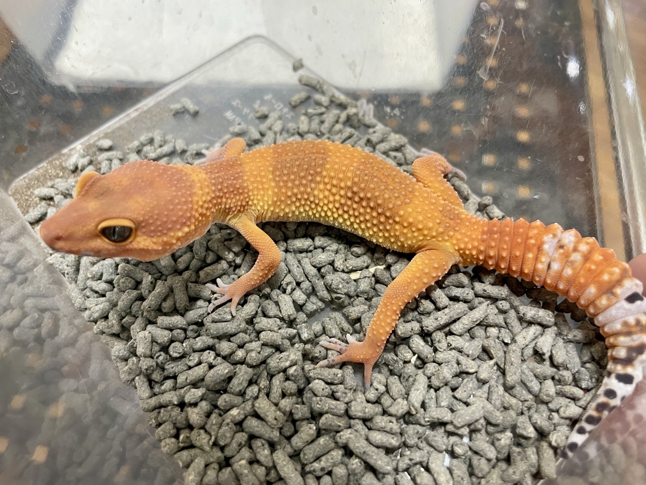 ヒョウモントカゲモドキ（マンダリン）（No.17）(2)