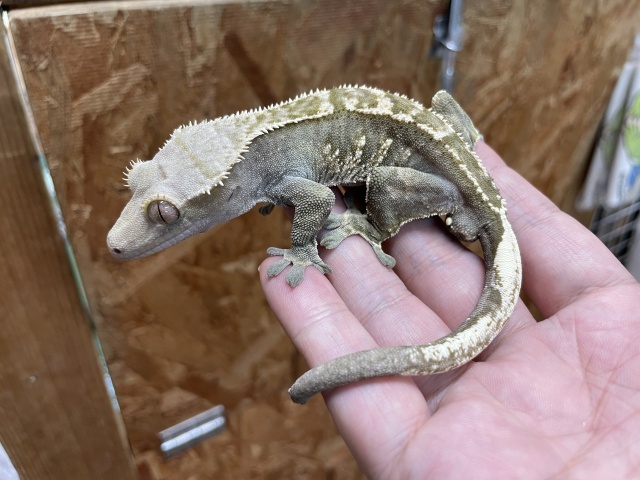 クレステッドゲッコー（ダークカラー）（No.1）