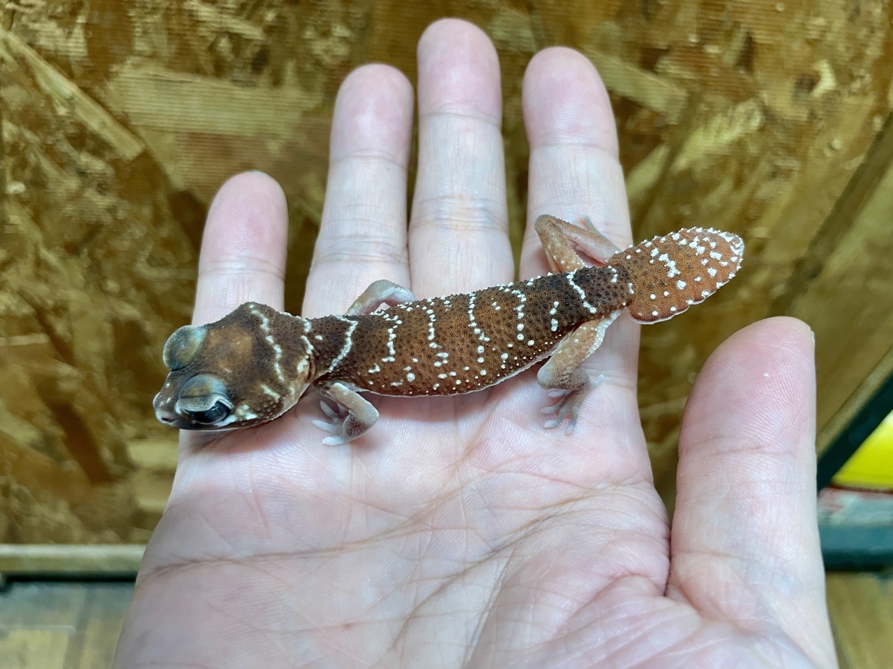 ピルバラナメハダタマオヤモリ（hetパターンレスアルビノ）（No.2）(2)