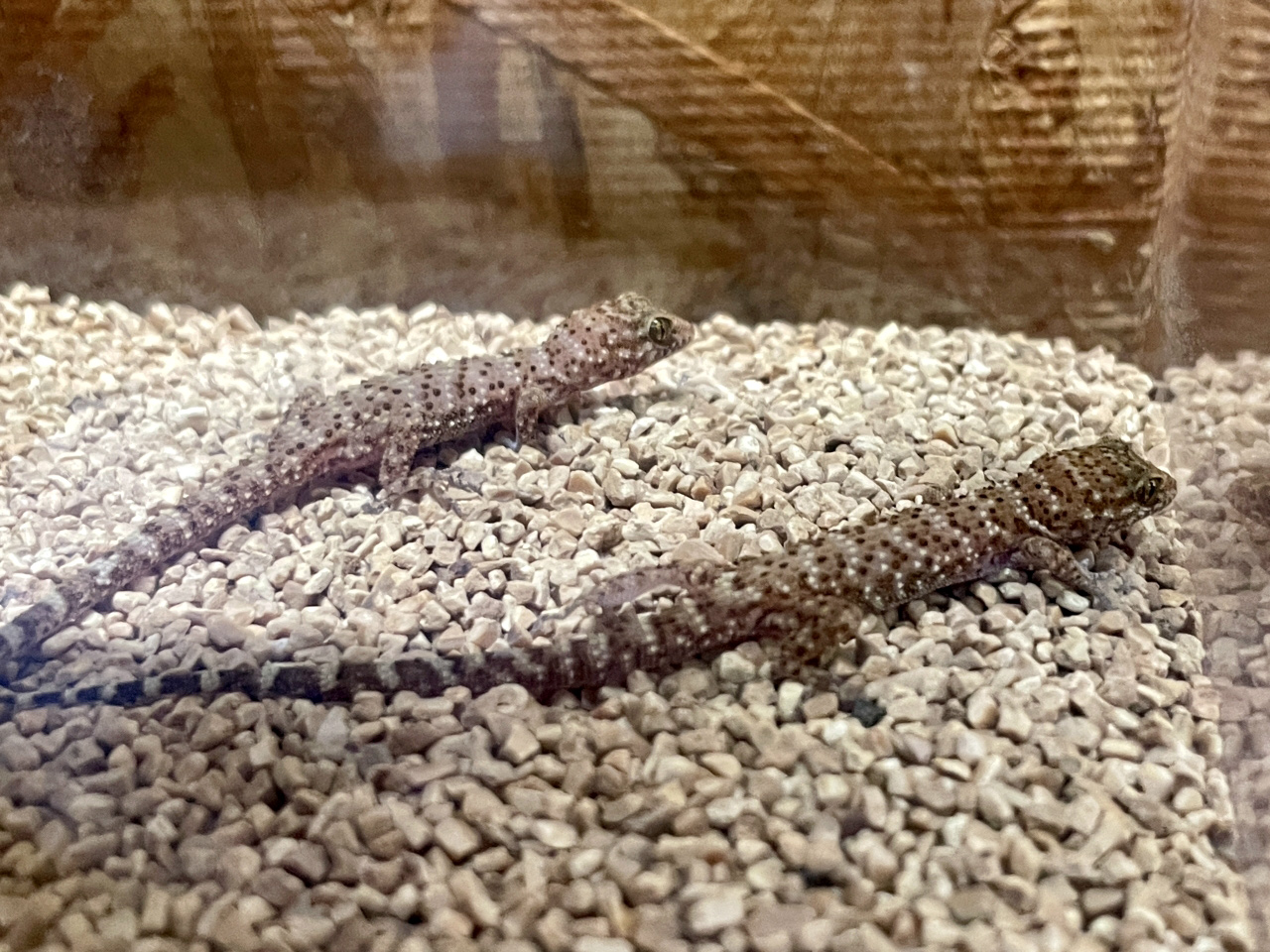 バイノトリノツメヤモリ(1)