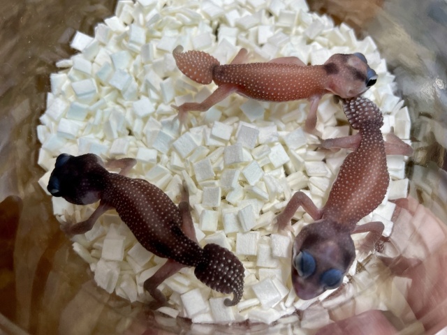 ピルバラナメハダタマオヤモリ（パターンレスhetアルビノ）