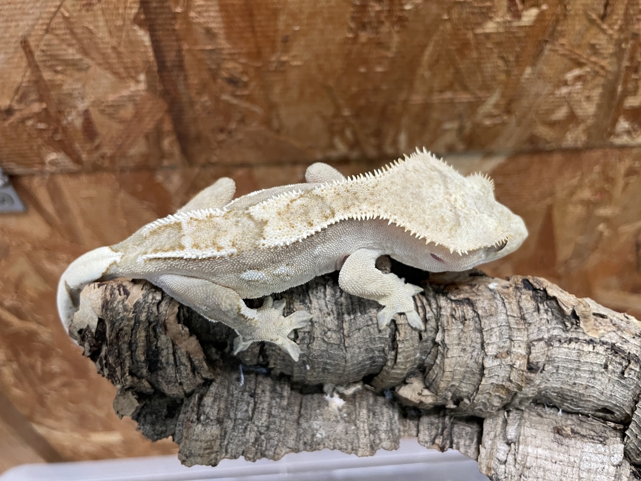 クレステッドゲッコー（ファイア）（No.6）(2)