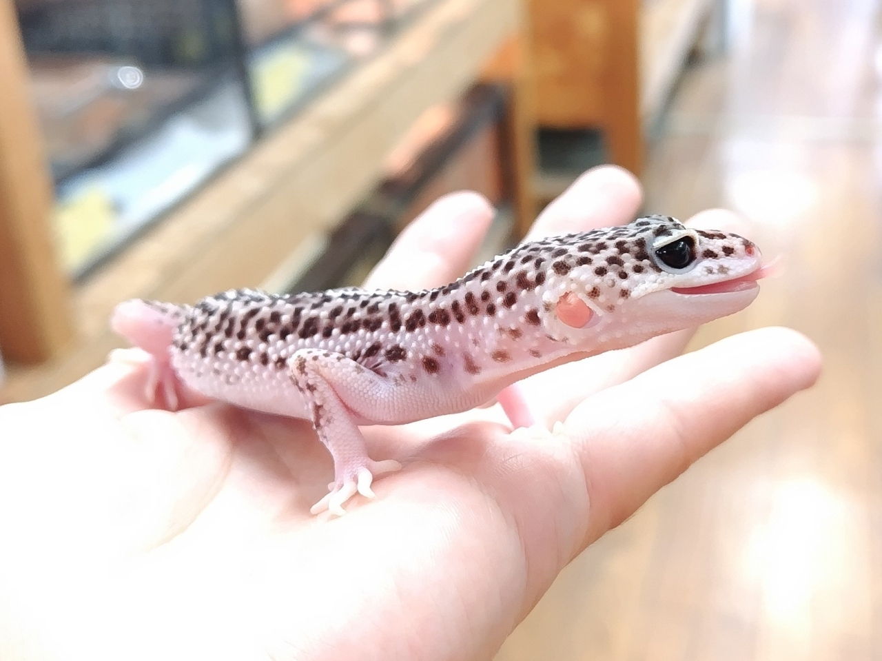 ヒョウモントカゲモドキ（スーパーマックスノー）(2)