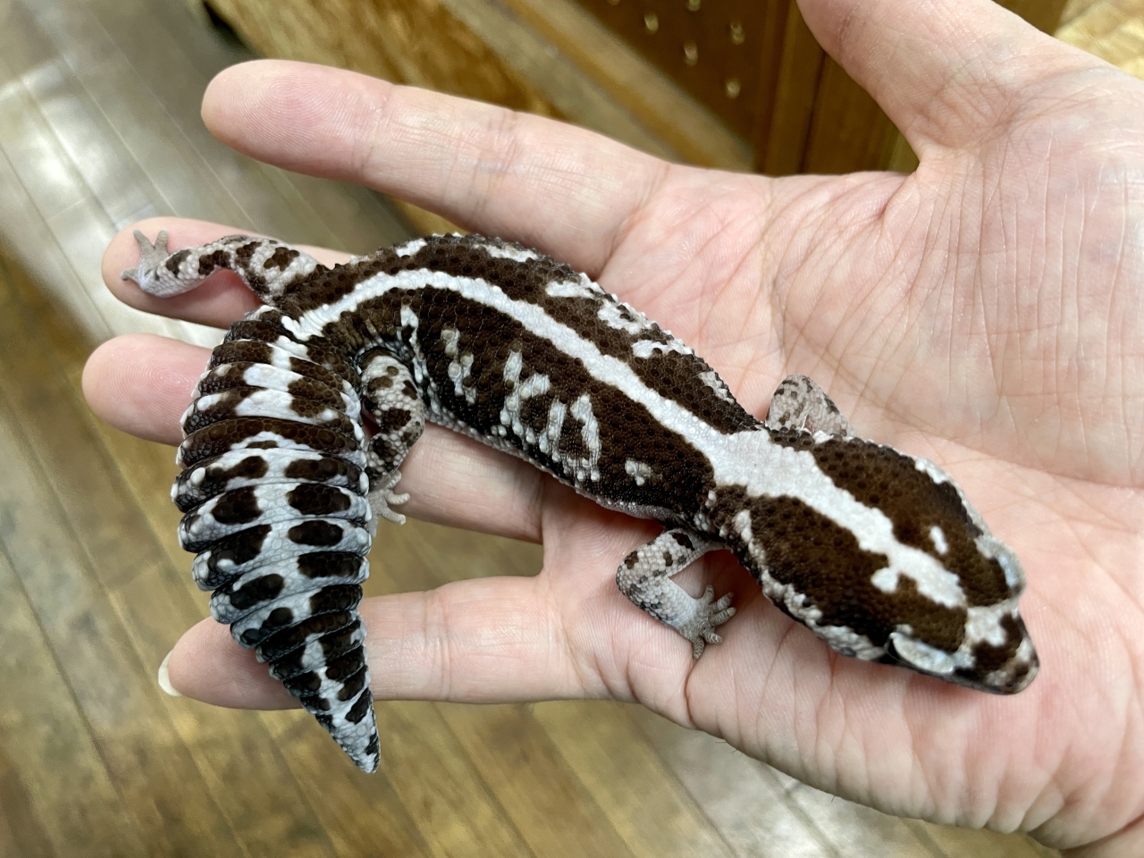 ニシアフリカトカゲモドキ（ホワイトアウトオレオ）(3)