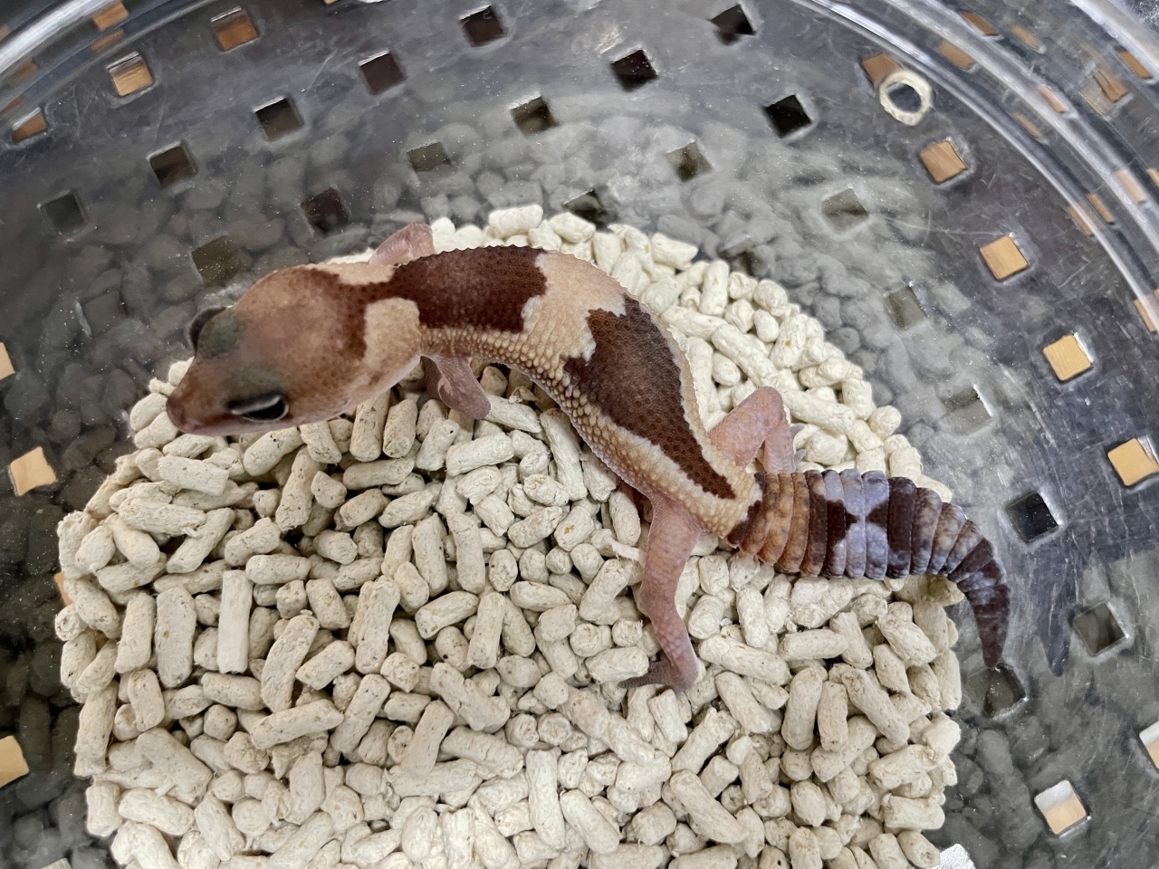 ニシアフリカトカゲモドキ（ズールーhetゴーストオレオ）(2)